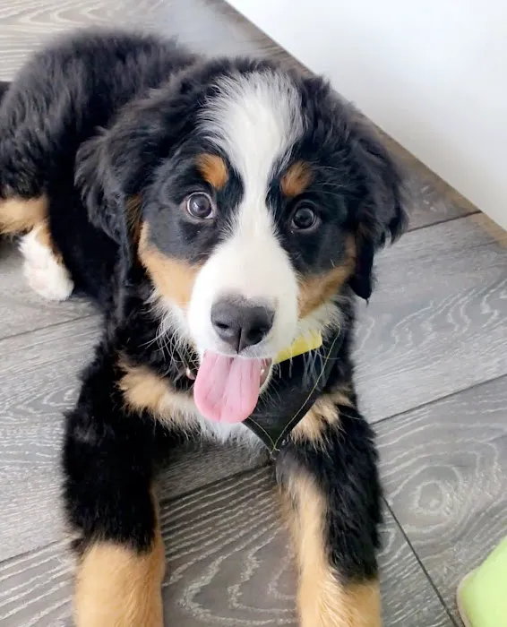 Gold Coast Bernese Mountain Picture 5