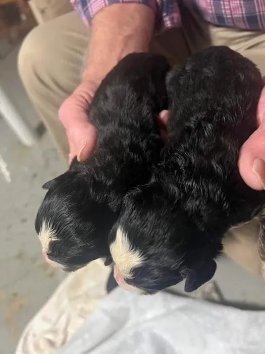 Gold Coast Bernese Mountain Picture 7