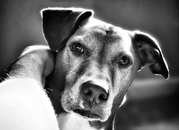 Dermatology for Animals - Catonsville Picture 3