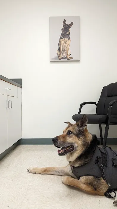 Dermatology for Animals - Catonsville Picture 7