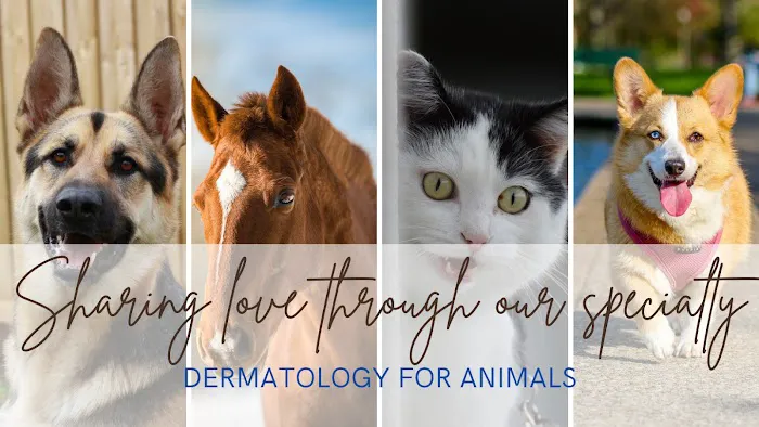 Dermatology for Animals - Catonsville Picture 10