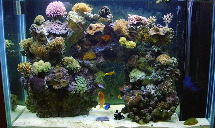 Tropical FantaSeas Aquariums Picture 3