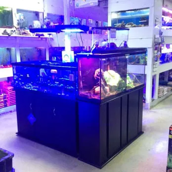 Tropical FantaSeas Aquariums Picture 5
