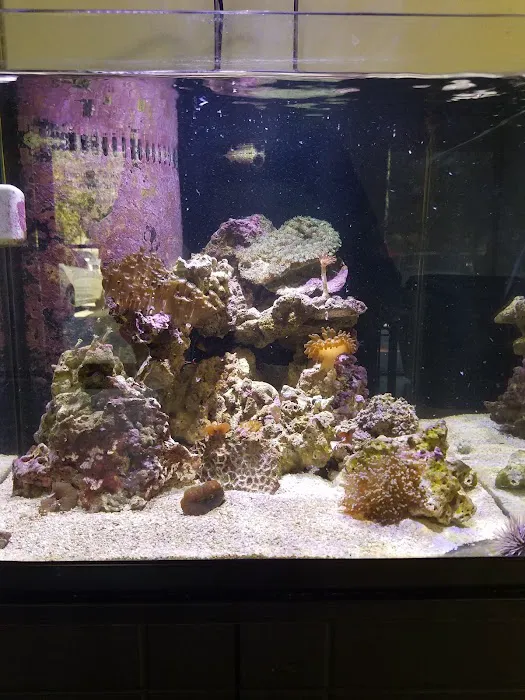 Tropical FantaSeas Aquariums Picture 6