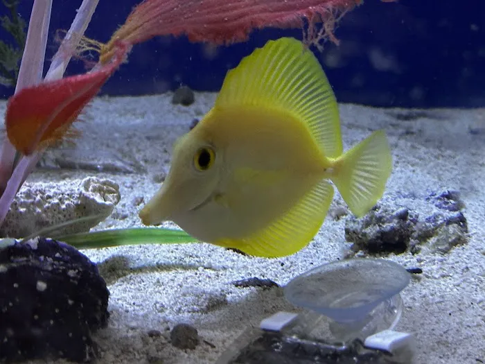 Tropical FantaSeas Aquariums Picture 9