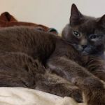 Radiocat Maryland