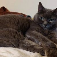 Radiocat Maryland ico