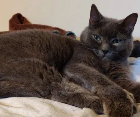 Radiocat Maryland