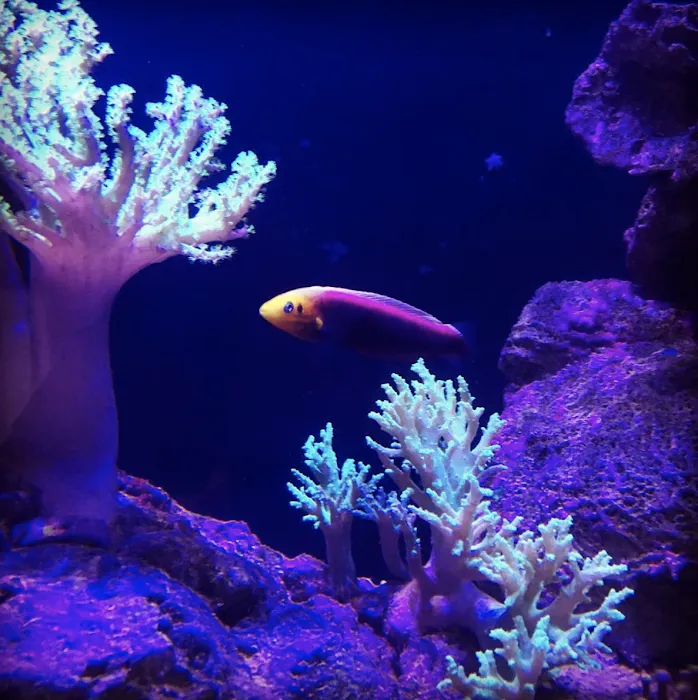 Private Oceans Aquariums Picture 4
