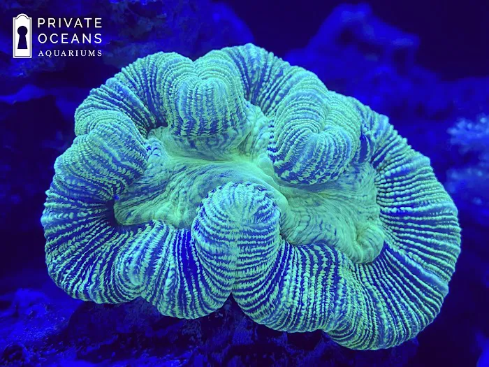 Private Oceans Aquariums Picture 6