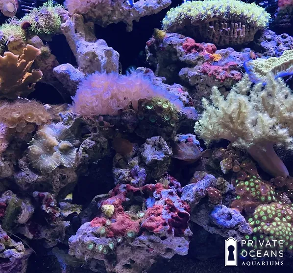 Private Oceans Aquariums Picture 7