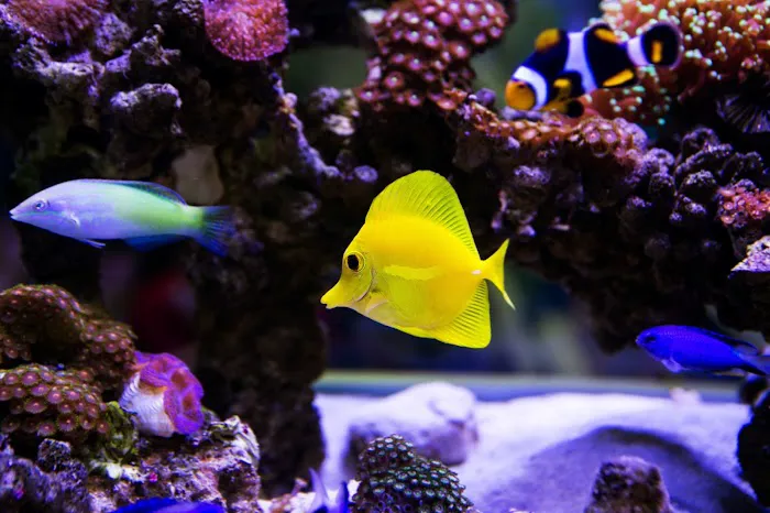 Private Oceans Aquariums Picture 10