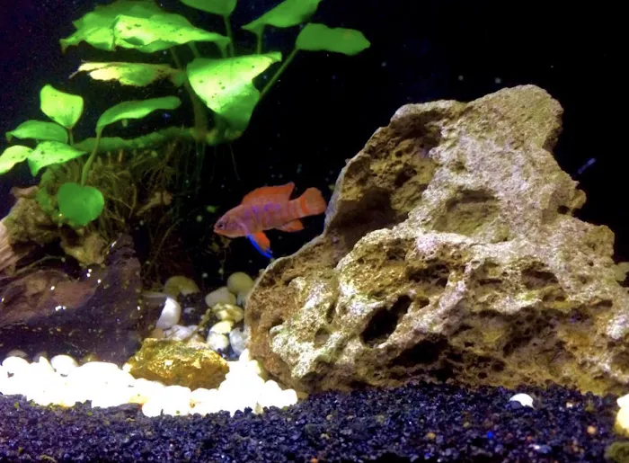 Private Oceans Aquariums Picture 8