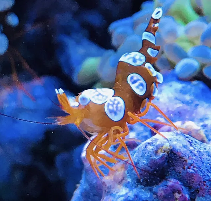 Private Oceans Aquariums Picture 9