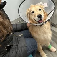 Thrive Pet Healthcare - Catonsville ico