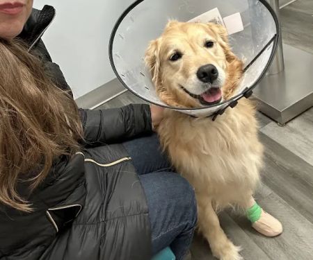 Thrive Pet Healthcare - Catonsville
