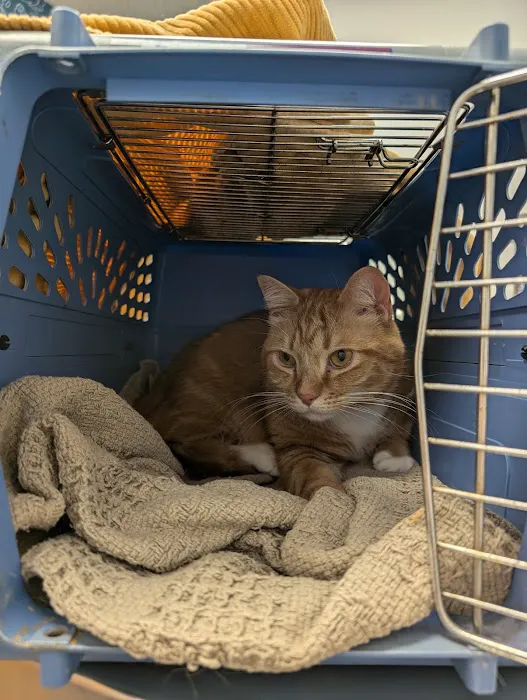 Thrive Pet Healthcare - Catonsville Picture 4