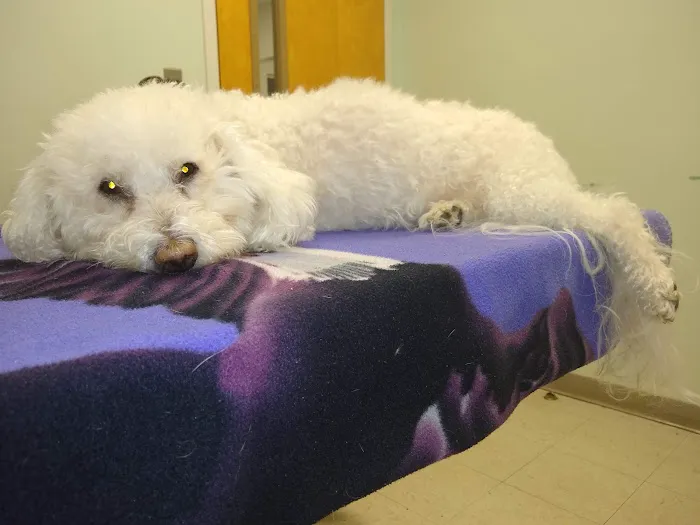 Thrive Pet Healthcare - Catonsville Picture 5