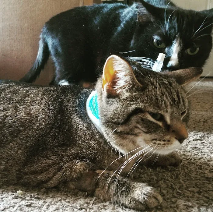 Thrive Pet Healthcare - Catonsville Picture 8