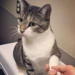 Paradise Animal Hospital