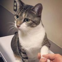 Paradise Animal Hospital ico
