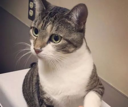 Paradise Animal Hospital