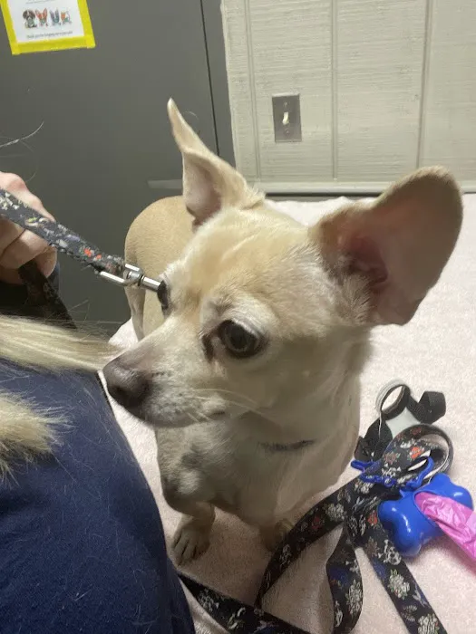 Paradise Animal Hospital Picture 7
