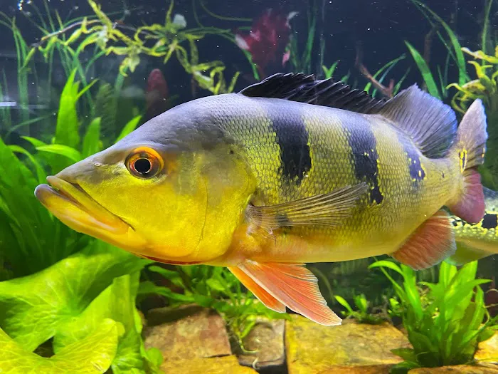 Badfish Florida LLC Picture 3