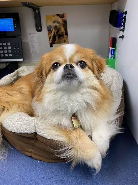 Doc·Side Veterinary Medical Center Picture 9