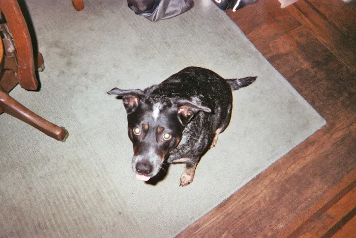 Pickles Light Street Animal Hospital Picture 2