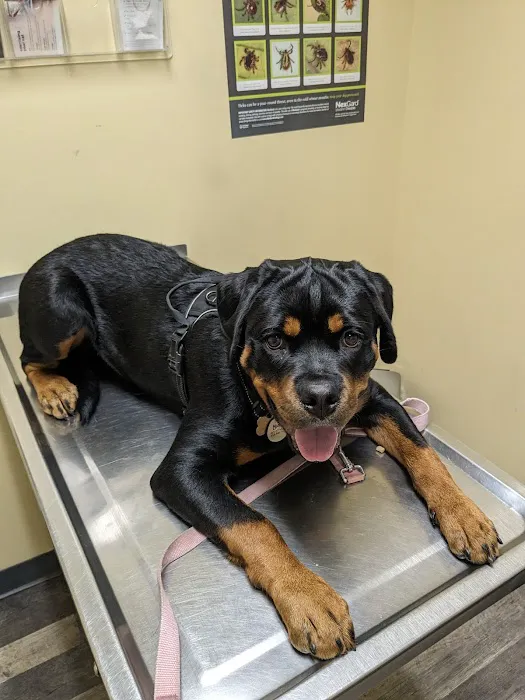 Pickles Light Street Animal Hospital Picture 6