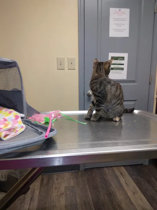 Pickles Light Street Animal Hospital Picture 8