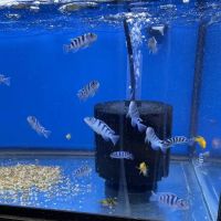 Aquarium shop ico
