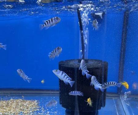 Aquarium shop
