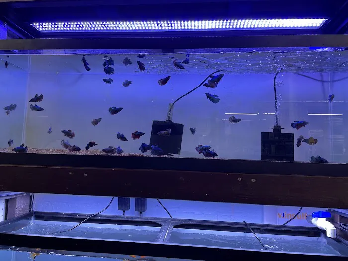Aquarium shop Picture 7