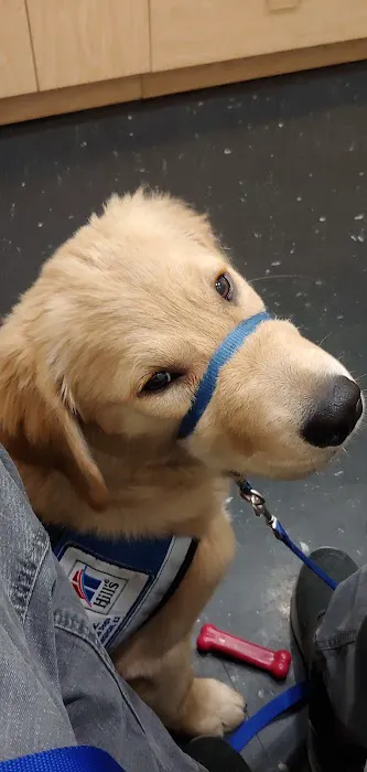 CityPets Veterinary Care & Wellness Picture 2