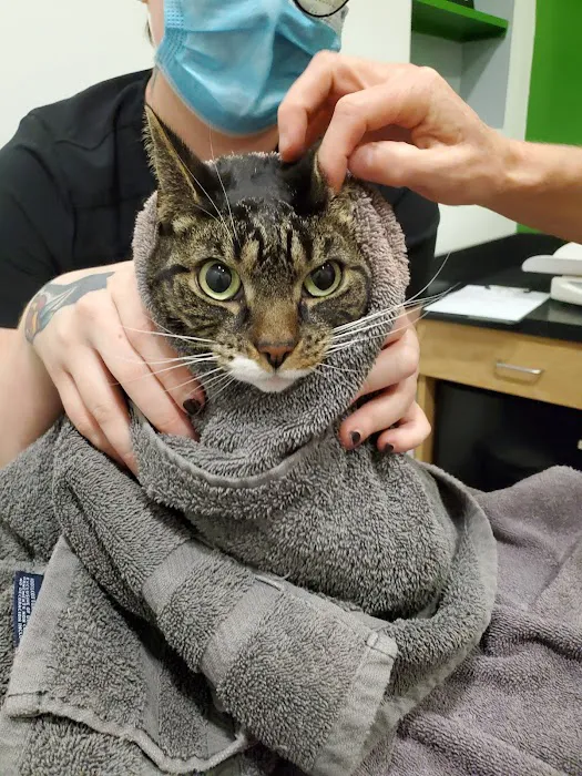 CityPets Veterinary Care & Wellness Picture 1