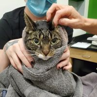 CityPets Veterinary Care & Wellness ico