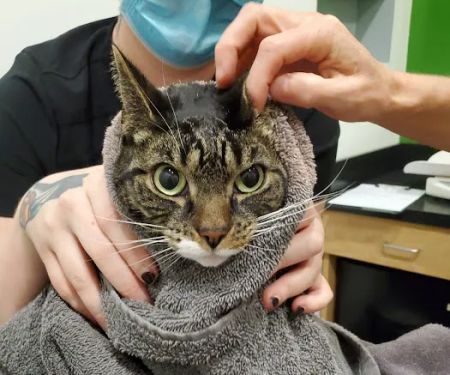 CityPets Veterinary Care & Wellness