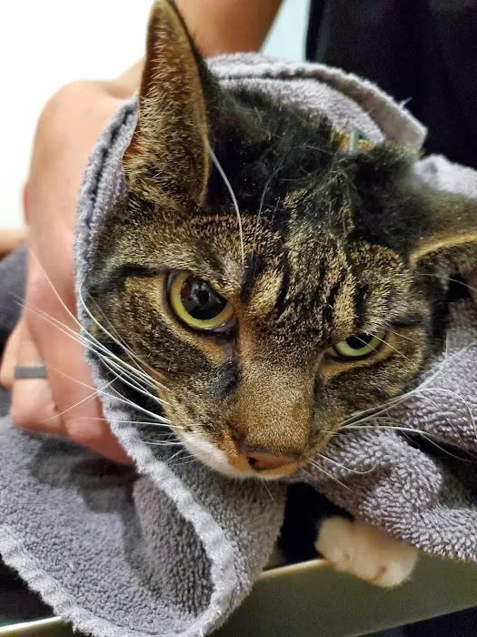CityPets Veterinary Care & Wellness Picture 6