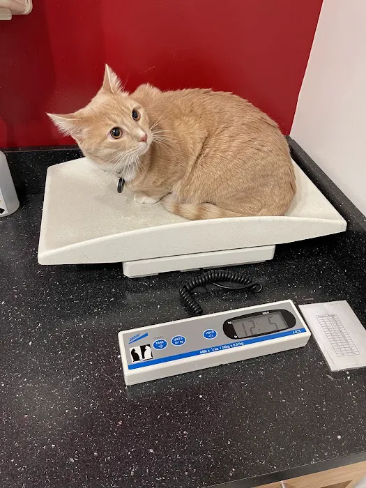 CityPets Veterinary Care & Wellness Picture 9