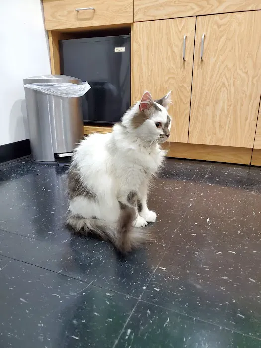 CityPets Veterinary Care & Wellness Picture 10