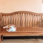 Swan Harbor Animal Hospital