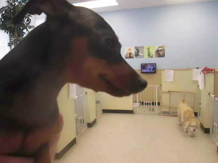 Swan Harbor Animal Hospital Picture 8