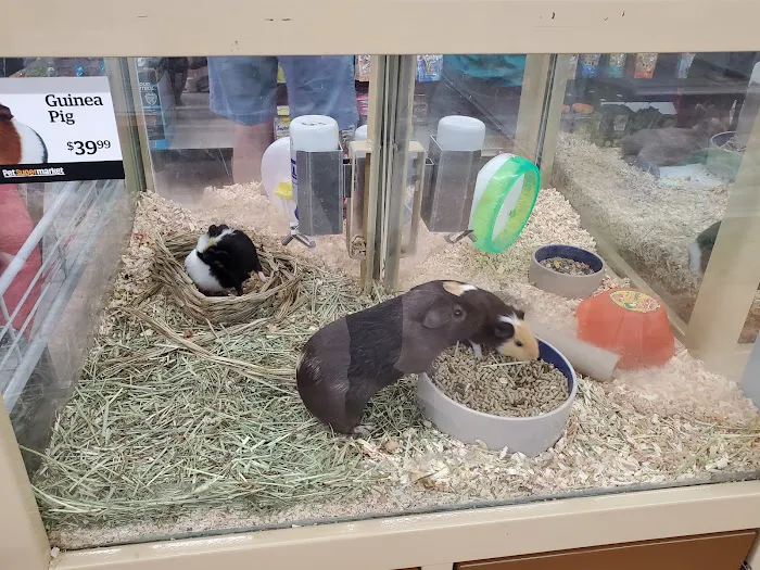 Pet Supermarket Picture 6