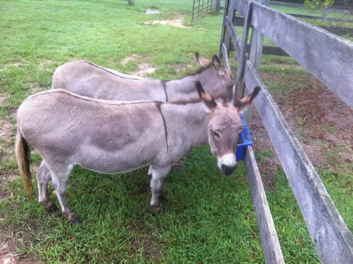 Davidsonville Veterinary Clinic Picture 3