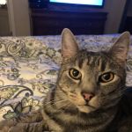 Davidsonville Veterinary Clinic