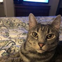 Davidsonville Veterinary Clinic ico