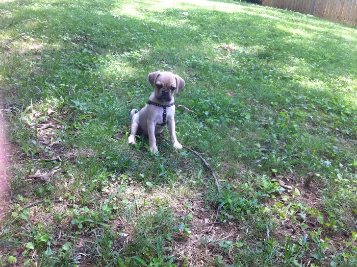 Davidsonville Veterinary Clinic Picture 9