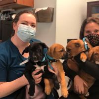 Spay Spa & Neuter Nook ico